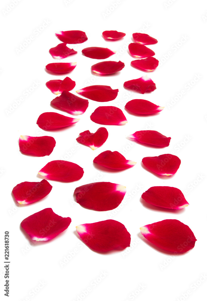 rose petals isolated