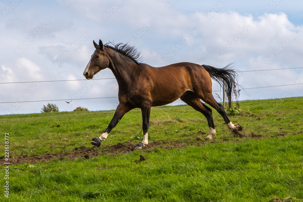Obraz premium braunes Pferd in vollem Galopp auf der Koppel