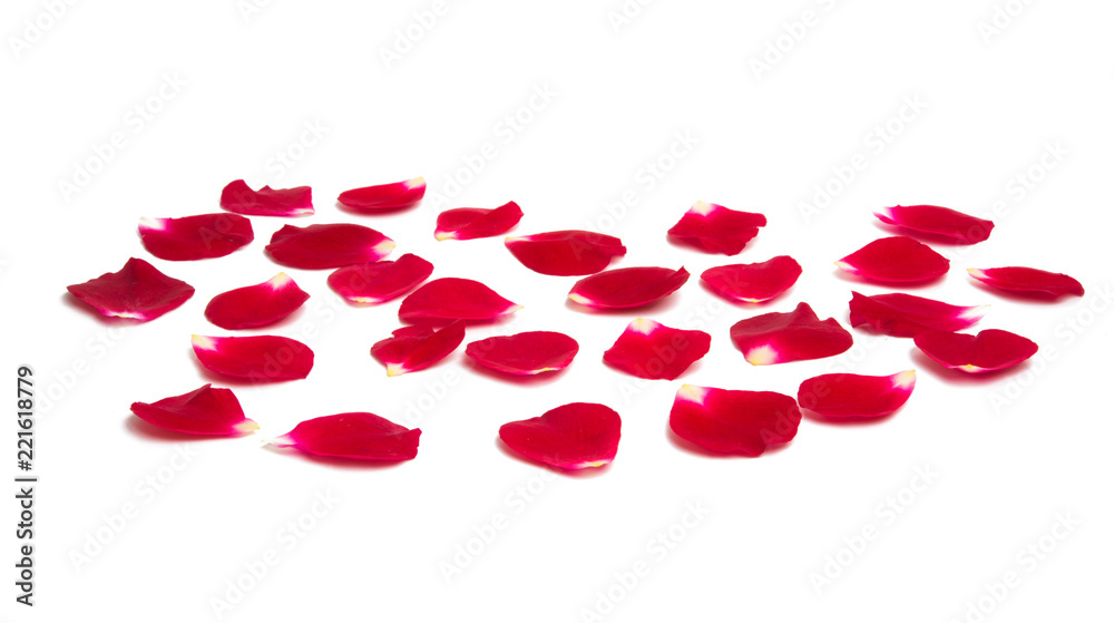 rose petals isolated rose petals isolated