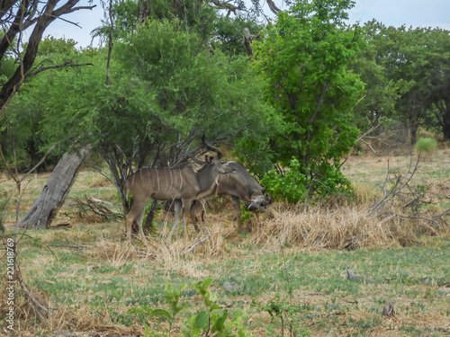 African antelopes  Greater Kudu  Botswana