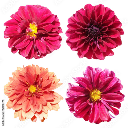 Fototapeta Naklejka Na Ścianę i Meble -  Set of four dahlias on a white background 