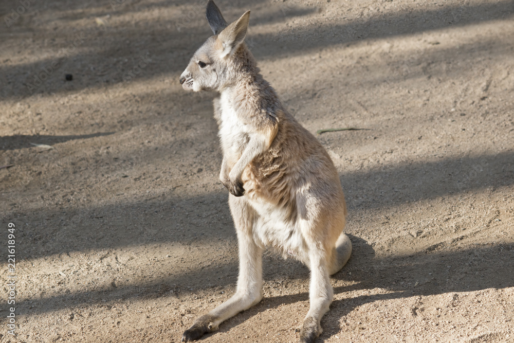 red kangaroo joey