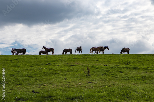 Pferde am Horizont © mavcon