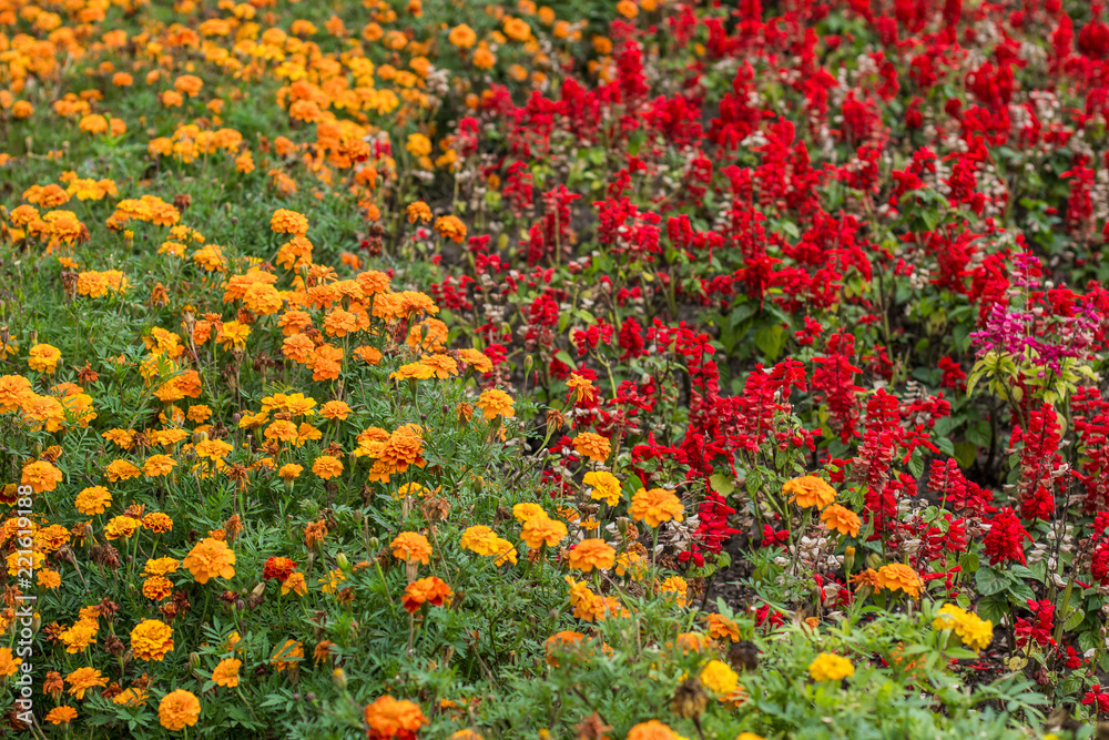 soft focus red and yellow colorful garden flower bed exterior concept natural environment 