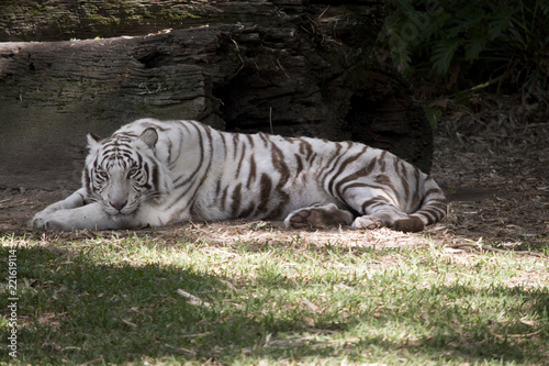 Fototapeta Naklejka Na Ścianę i Meble -  white tiger