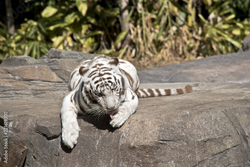 Fototapeta Naklejka Na Ścianę i Meble -  white tiger