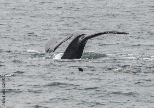 Two Humpback Whale Flukes, Monterey Bay
