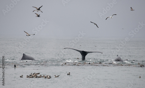Humpback Whales Feeding on Anchovies, Monterey Bay