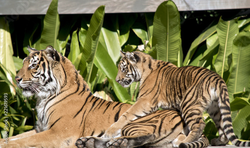 Fototapeta Naklejka Na Ścianę i Meble -  tiger and tiger cub
