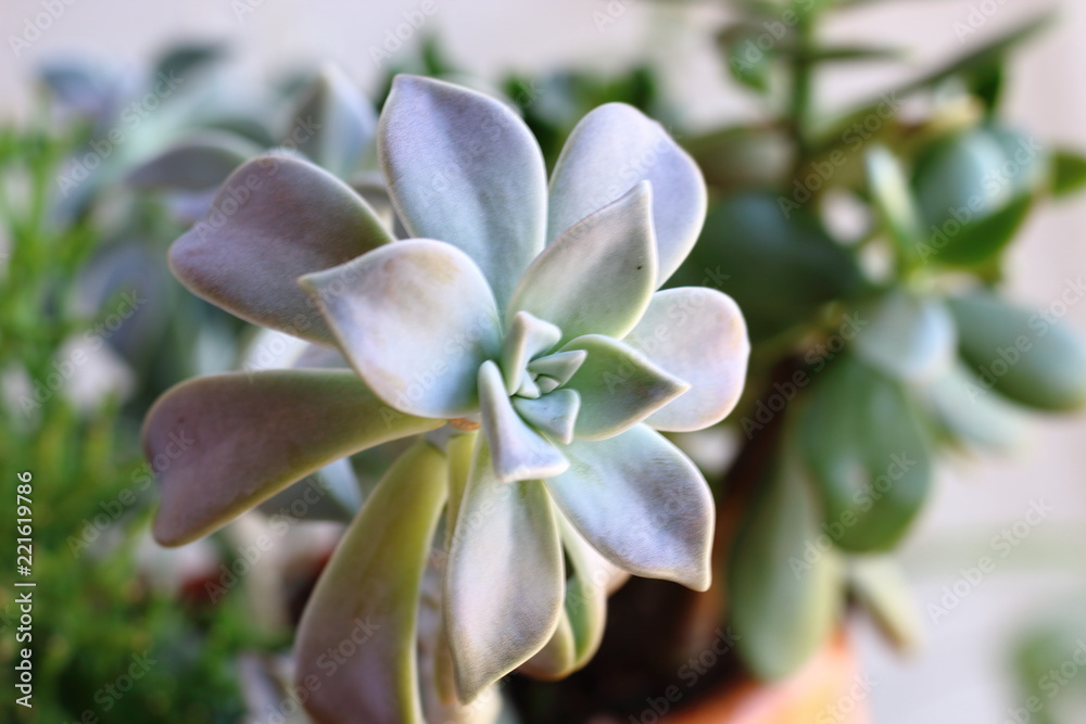 Fototapeta premium Echeveria succulent plant pot
