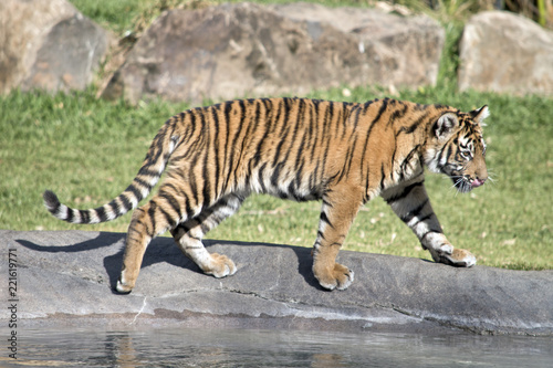 Fototapeta Naklejka Na Ścianę i Meble -  tiger