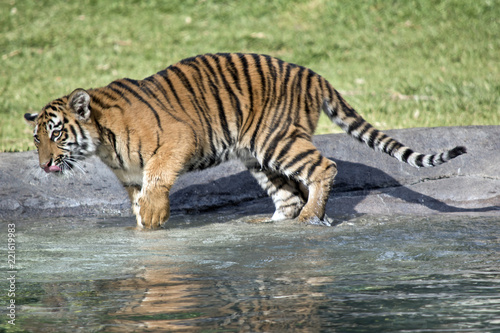 Fototapeta Naklejka Na Ścianę i Meble -  tiger