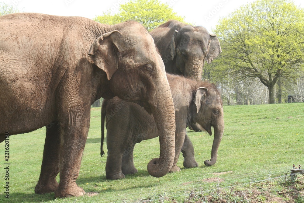 Fototapeta premium Elephant family