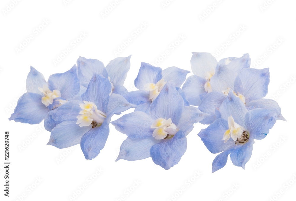 delphinium isolated