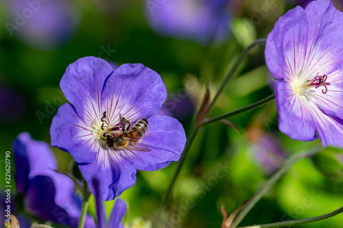 Honeybee collecting nectar pollen from a purple geranium Rozanne (Gerwat) also known as the Jolly Bee photo