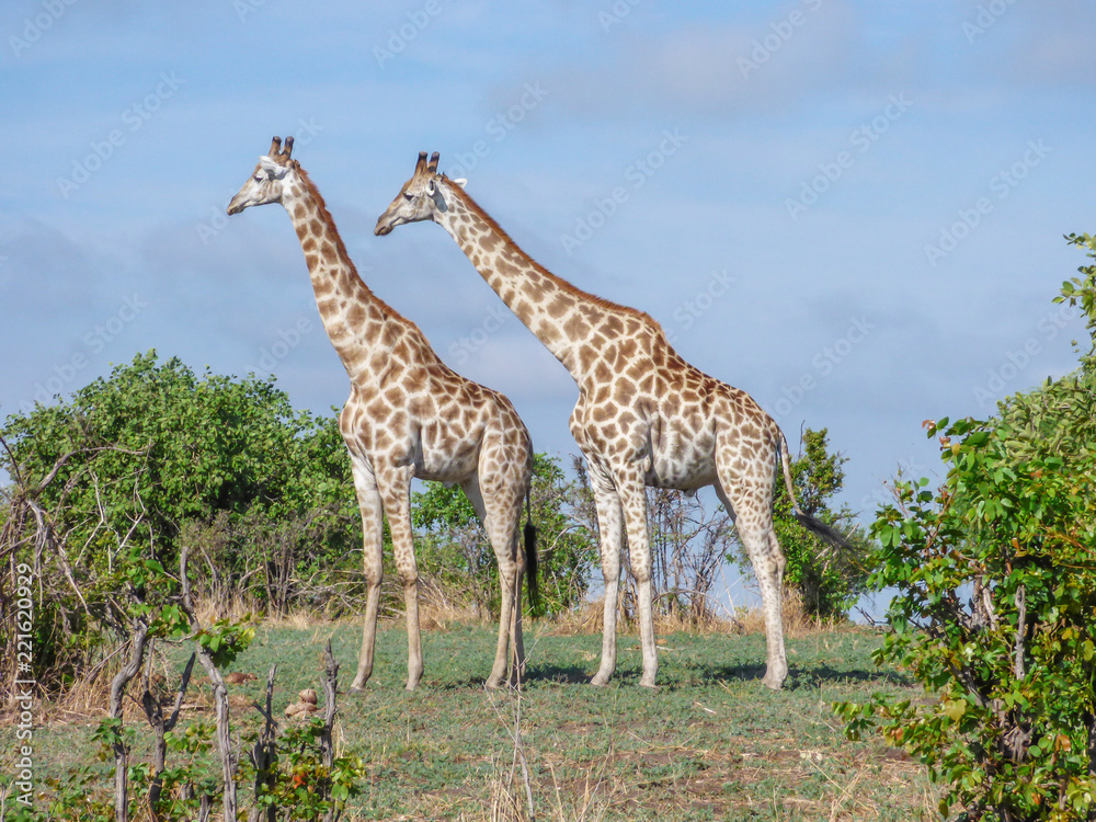 Fototapeta premium Safari theme, African Giraffes in natural habitat