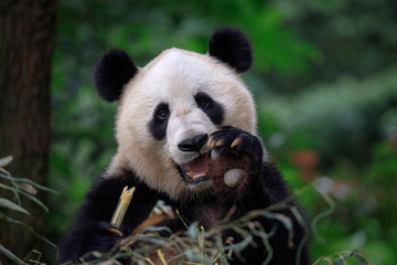 Happy Panda Bear Waving at the Viewer, Bifengxia Panda Reserve in Ya'an - Sichuan Province, China. Endangered Species Animal Conservation, Fluffy cute panda bear waving its paw in the air