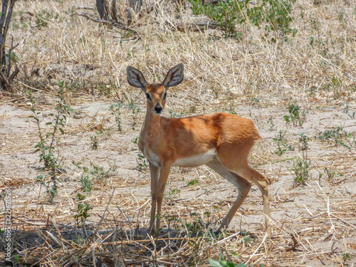 Safari theme, African antelope, Botswana photo