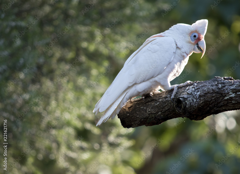 Fototapeta premium long billed corella
