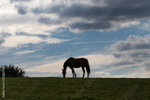 Silhouette eines Pferdes am Horizont vor Wolkenhimmel © mavcon