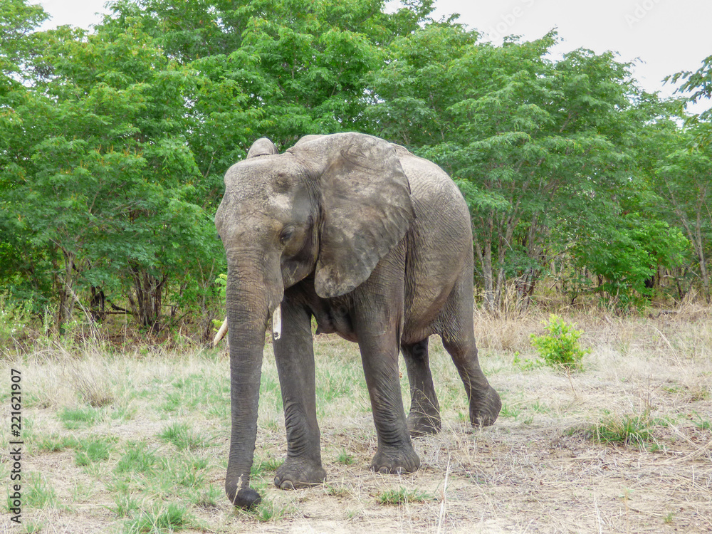 African elephant in natural habitat, Botswana