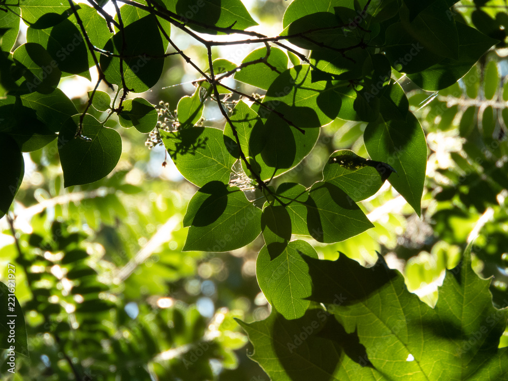 Foliage in the summertime