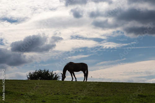 Silhouette eines Pferdes vor Wolkenhimmel