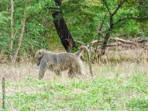 African primate Baboon, Botswana
