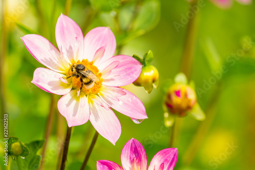 Fototapeta Naklejka Na Ścianę i Meble -  Pinke Halskrausendahlie (Asteracea) an sonnigem Sommermorgen. 