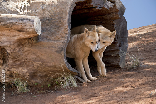 Fototapeta Naklejka Na Ścianę i Meble -  two golden dingos