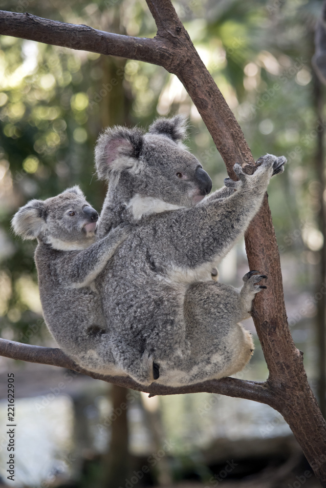 Naklejka premium koala z joeyem
