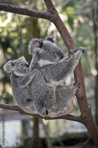 koala with joey