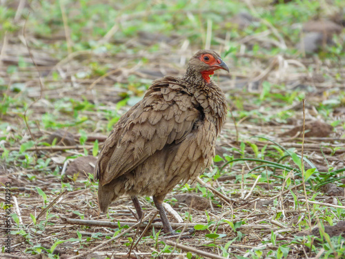 Swainson s spurfowl  Swainson s francolin or chikwari  Botswana