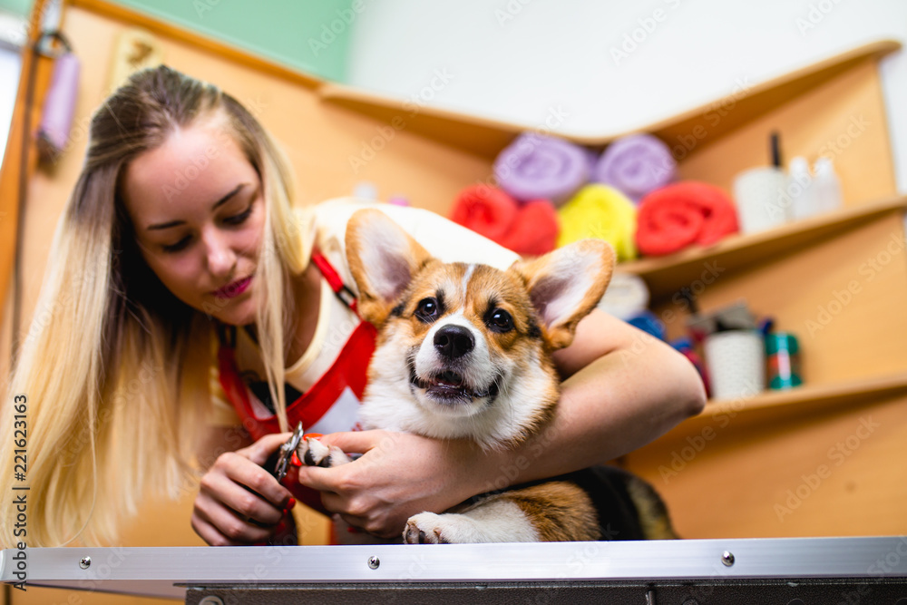 How Do You Groom Pembroke Welsh
