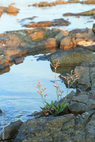 Pflanze, Meer