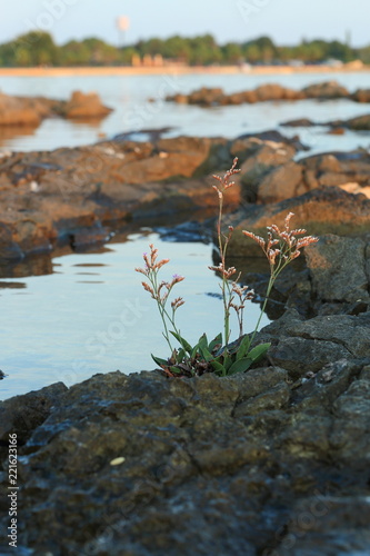 Pflanze, Meer