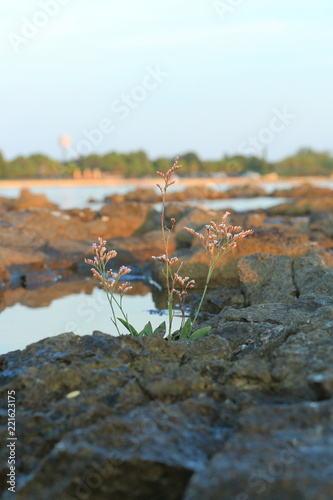 Pflanze, Meer