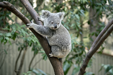 Ingelijste posters Koala Jonge koala joey in eucalyptus  © susan flashman
