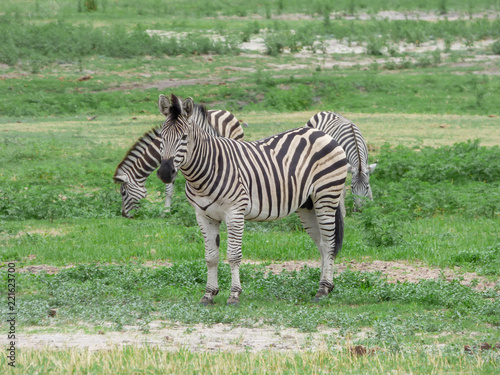 African zebras in natural habitat