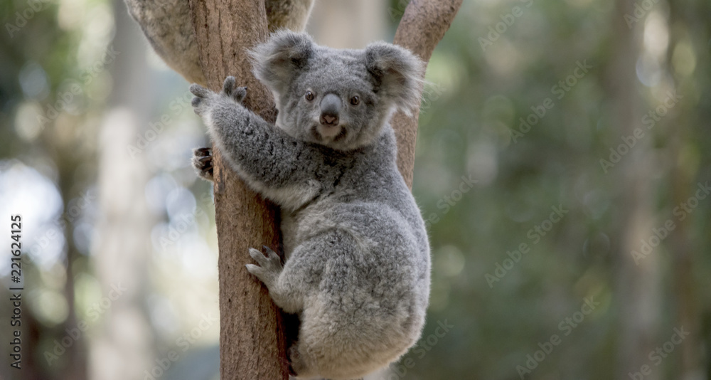 Naklejka premium koala
