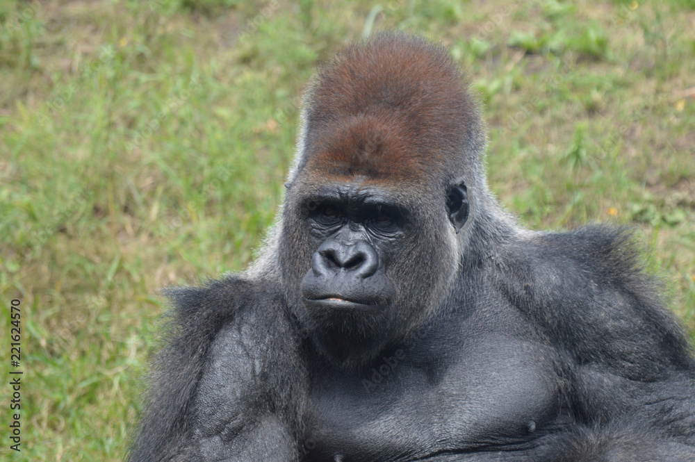 Western lowland gorilla