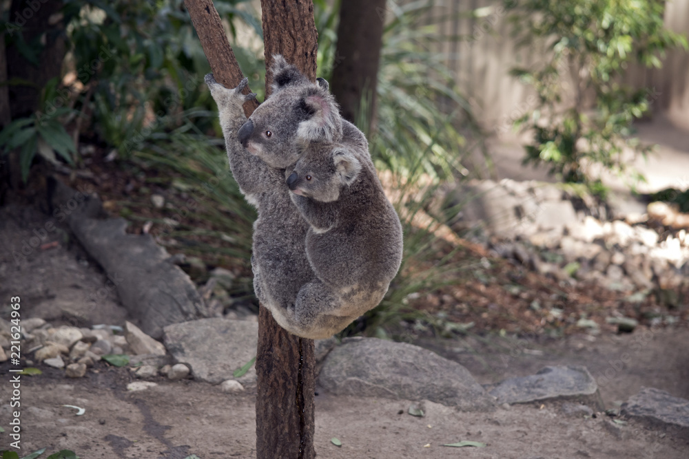 Obraz premium koala z joeyem na plecach