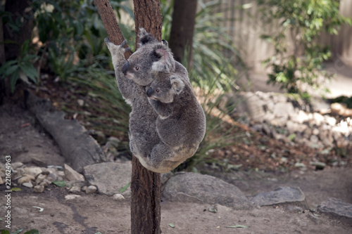 Fototapeta Naklejka Na Ścianę i Meble -  koala with joey on her back