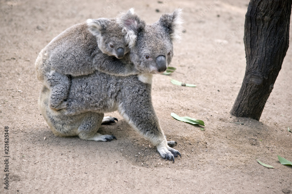 Naklejka premium koala z joeyem na plecach
