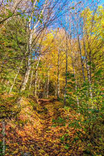 Scenic landscape of sunny autumn forest of under blue sky at sunset. West Caucasus