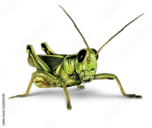 Fotografia, Obraz Grasshopper