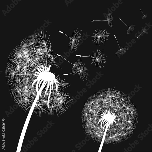 Abstract white dandelions, dandelion with flying seeds - stock vector