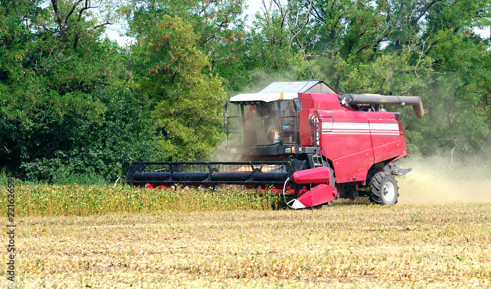 Fototapeta premium autumn seasonal harvest of soybean harvesting in a field against a background of green trees close-up