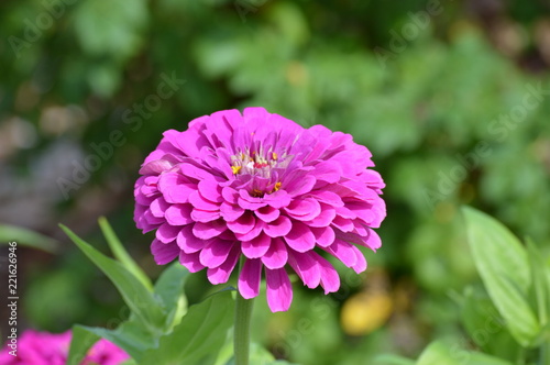 Zinnia flowers in the garden