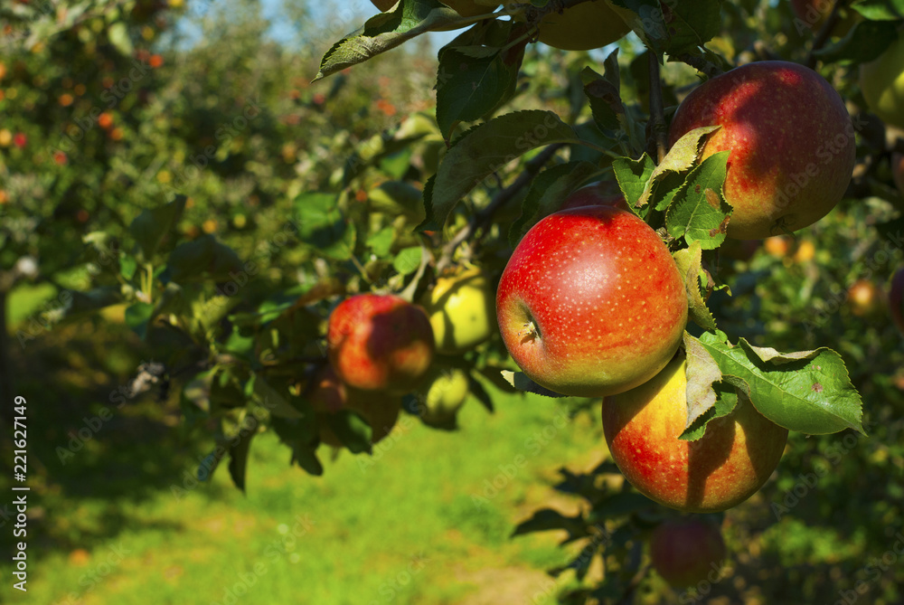 Apple orchard Apple orchard